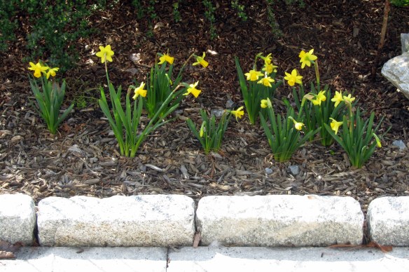miniture daffodils